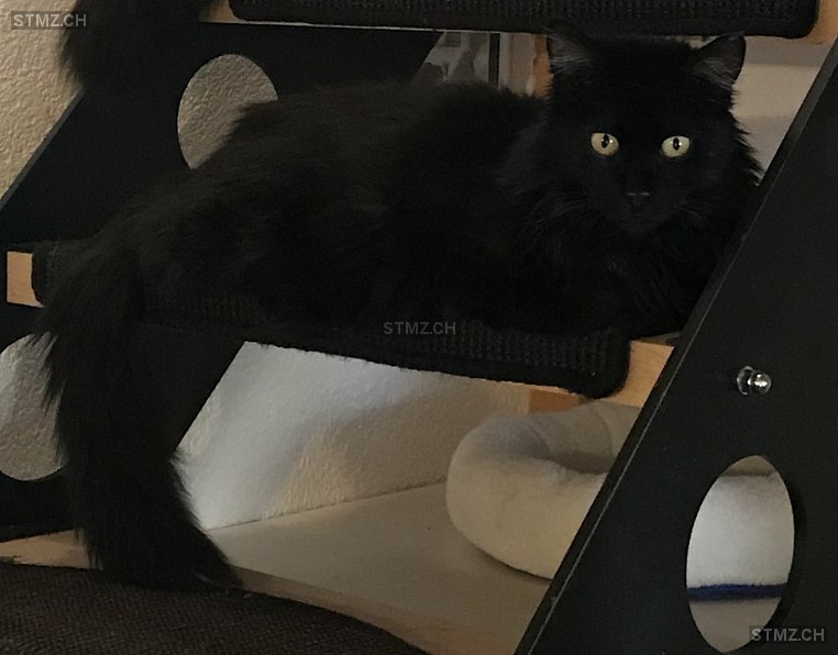 Bruce — Hauskatze ♂, Vermisst seit 29.12.2025, Hinterfultigen (BE)