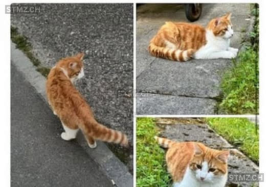 Garfield — Hauskatze ♂, Vermisst seit 21.12.2025, Rorschach (SG)