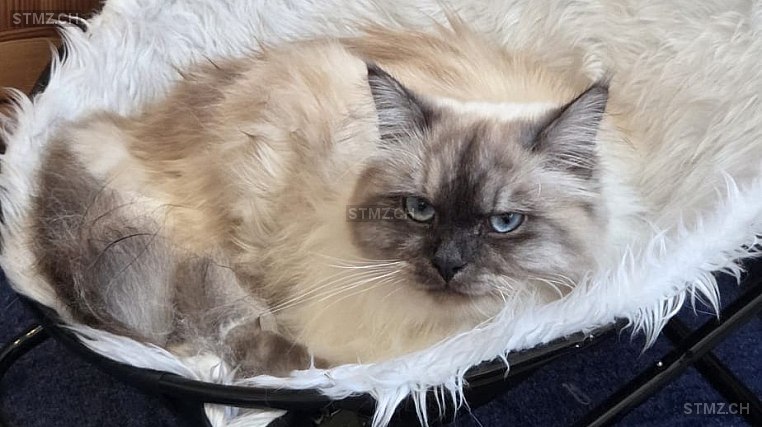 Chnobli — Birma ♂, Vermisst seit 28.12.2025, Russikon (ZH)