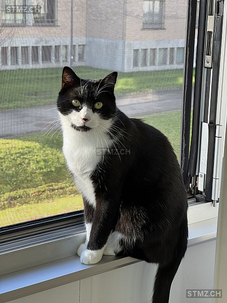 Lio — Hauskatze ♂, Vermisst seit 04.06.2025,  ()