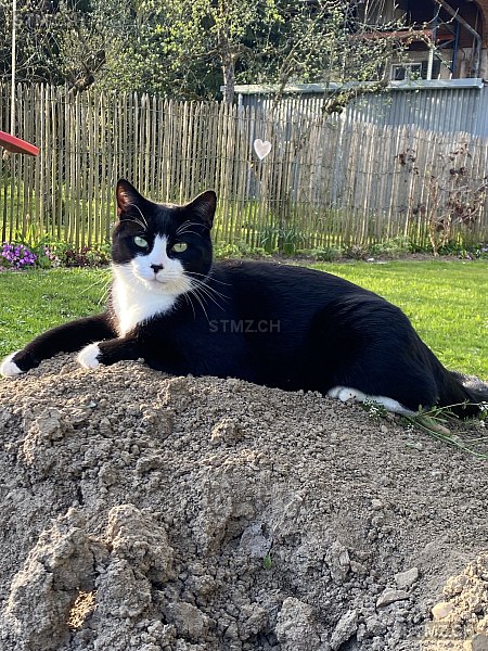 Felix — Hauskatze ♂, Vermisst seit 29.12.2025, Muhen (AG)