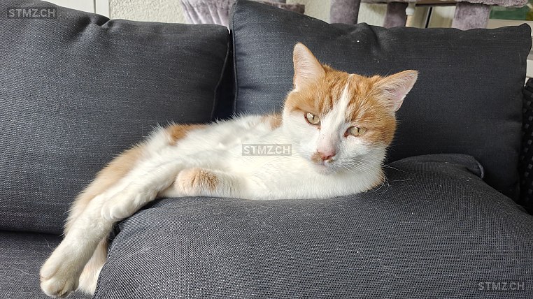 Fuoco — Hauskatze ♂, Vermisst seit 01.12.2025, Beringen (SH)