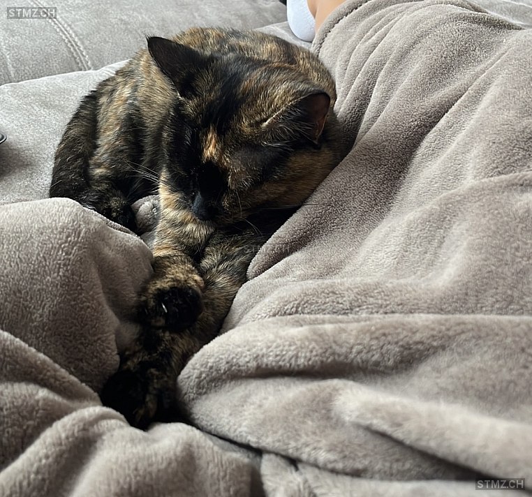 Nora — Hauskatze ♀, Vermisst seit 27.12.2025, Schmerikon (SG)