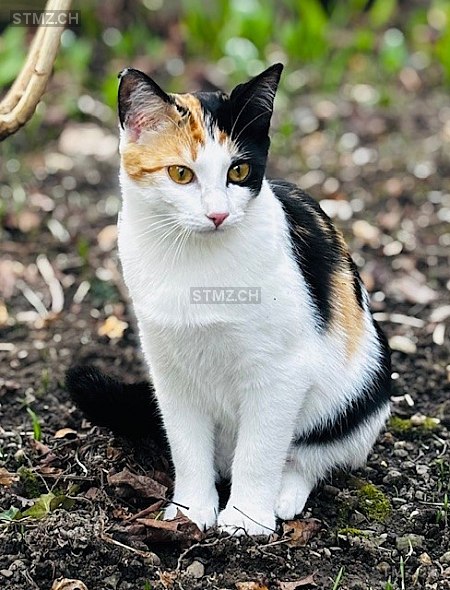 Yuna — Hauskatze ♀, Vermisst seit 01.01.2026, Zürich (ZH)