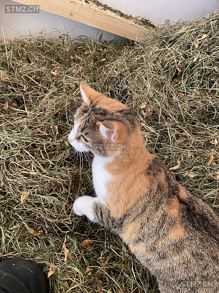 Lilli — Hauskatze ♀, Vermisst seit 26.12.2025, Herisau (AR)