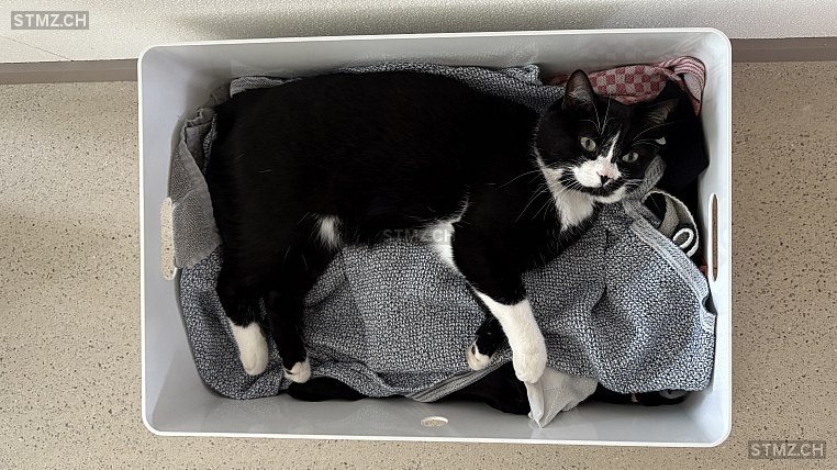 Yuki — Hauskatze ♀, Vermisst seit 30.12.2025, Zürich (ZH)