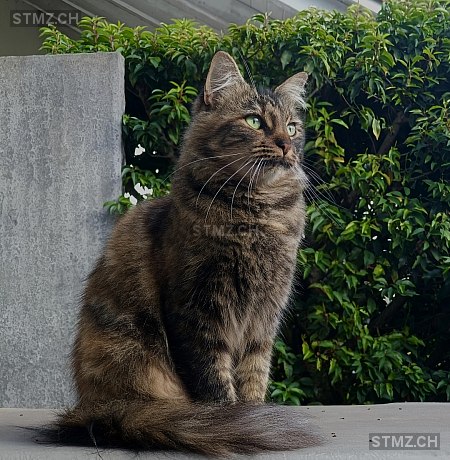 Nayla — Hauskatze ♀, Vermisst seit 29.12.2025, Worben (BE)