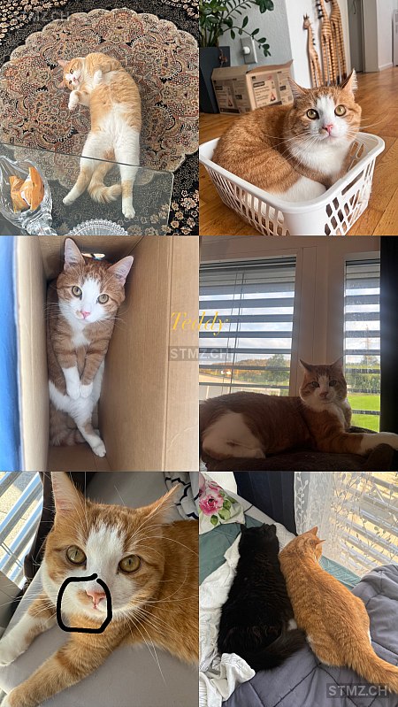 Teddy — Hauskatze ♂, Vermisst seit 17.12.2025, St. Gallen (SG)