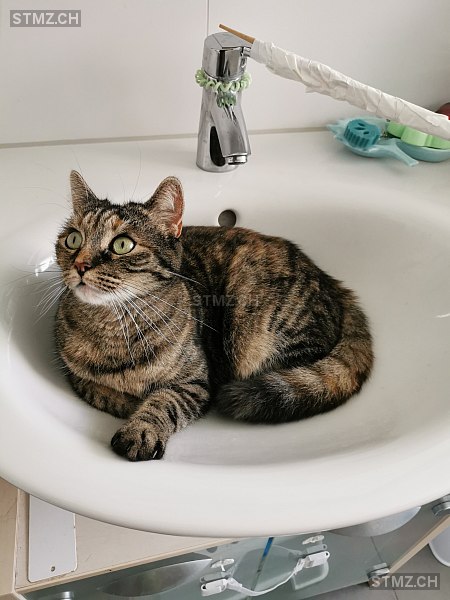 Ronja — Hauskatze ♀, Vermisst seit 26.11.2025, Hinwil (ZH)