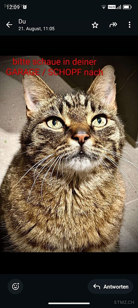 Charlie — Hauskatze ♂, Vermisst seit 01.12.2025, Schaan (FL)