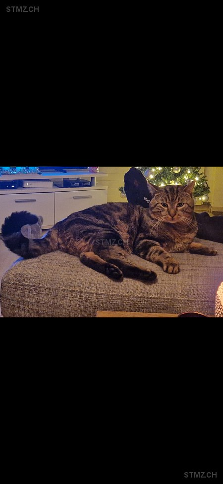 Keks — Hauskatze ♂, Vermisst seit 31.12.2025, Wangs (SG)