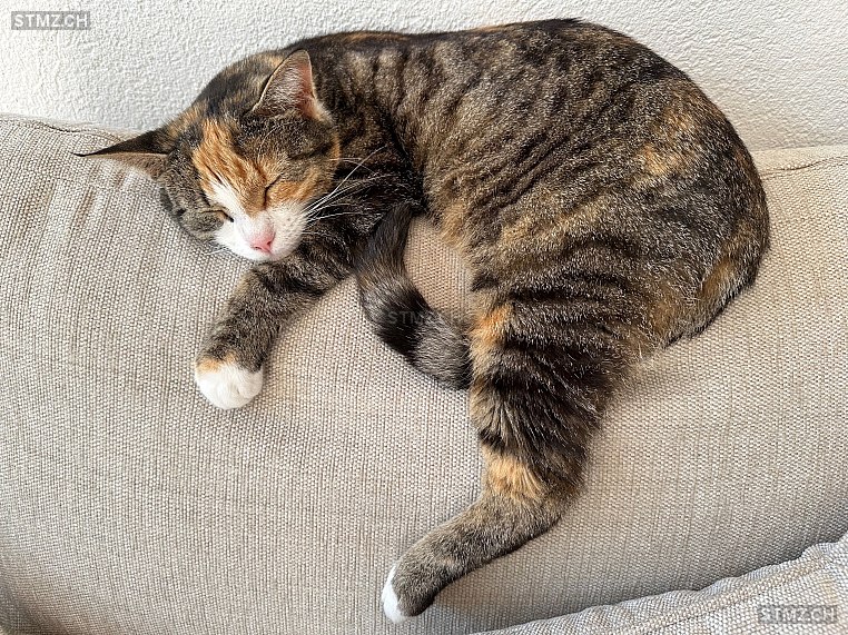 Chili — Hauskatze ♀, Vermisst seit 29.12.2025, Bolligen (BE)