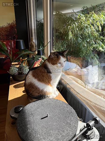 Adara — Hauskatze ♀, Vermisst seit 10.12.2025, Puidoux (VD)