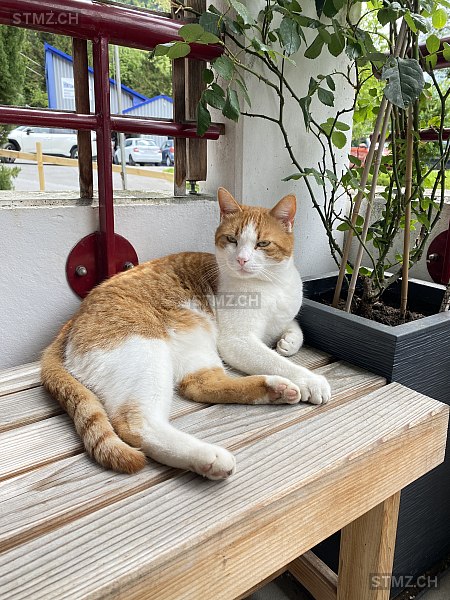 Geri — Hauskatze ♂, Vermisst seit 08.12.2025, Vitznau (LU)