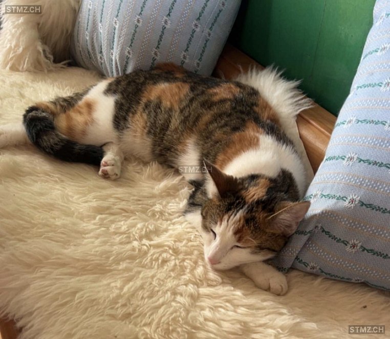 Ginger — Hauskatze ♀, Vermisst seit 03.01.2026, Richterswil (ZH)