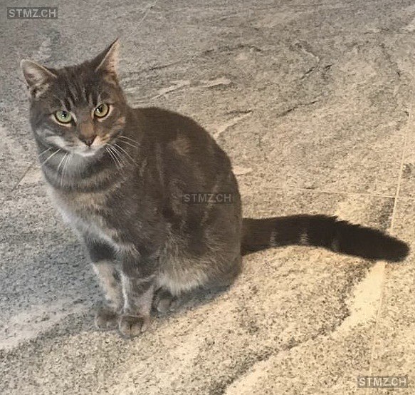 Miro — Hauskatze ♂, Vermisst seit 25.12.2025, Rubigen (BE)