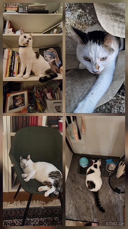 Mochi — Hauskatze ♂, Vermisst seit 29.12.2025, Savigny (VD)