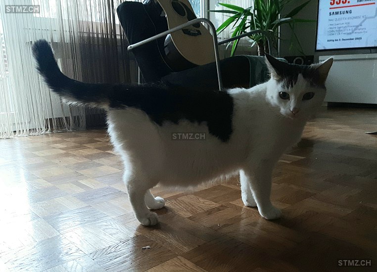 snowi — Hauskatze ♂, Vermisst seit 02.01.2025, Schlieren (ZH)