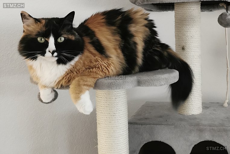 Daisy — Hauskatze ♀, Vermisst seit 05.01.2026, Lenzburg (AG)