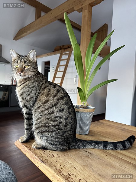 Leo — Hauskatze ♂, Vermisst seit 02.01.2026, Ennetbühl (SG)