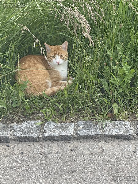 Filou — Hauskatze ♂, Vermisst seit 05.01.2026, Neunkirch (SH)