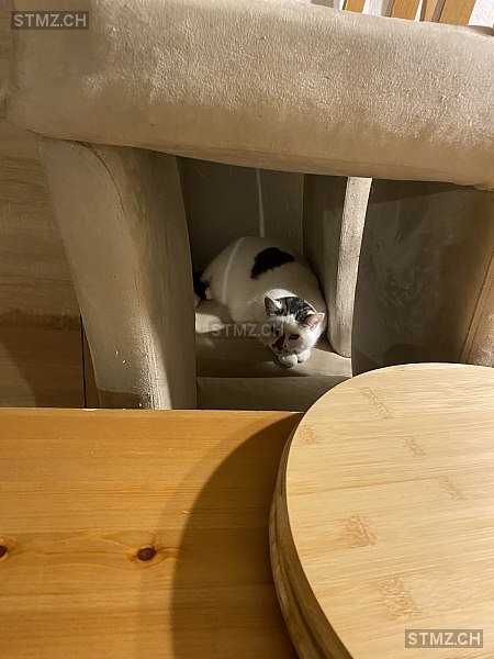 Cora — Hauskatze ♀, Vermisst seit 31.12.2025, Villigen (AG)