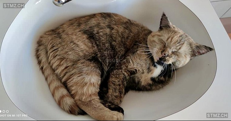 Freya — Hauskatze ♀, Vermisst seit 15.05.2024, Steg im Tösstal (ZH)