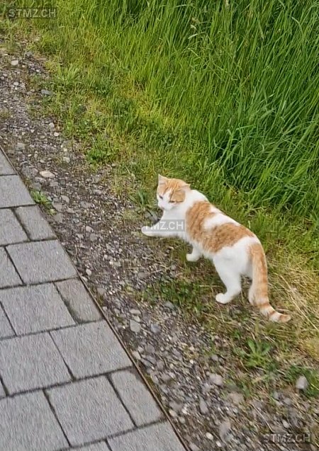 Hermann — Hauskatze ♂, Vermisst seit 07.01.2026, Schachen LU (LU)