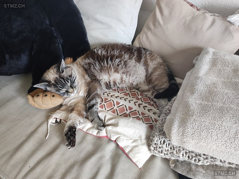 Merline — Hauskatze ♀, Missing since 16.10.2025, Kappelen (BE)