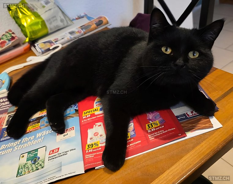 Blacky — British Kurzhaar ♀, Vermisst seit 20.12.2025, Hofen SH (SH)