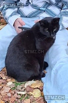 Paul — Hauskatze ♂, Vermisst seit 22.12.2025, Thal (SG)