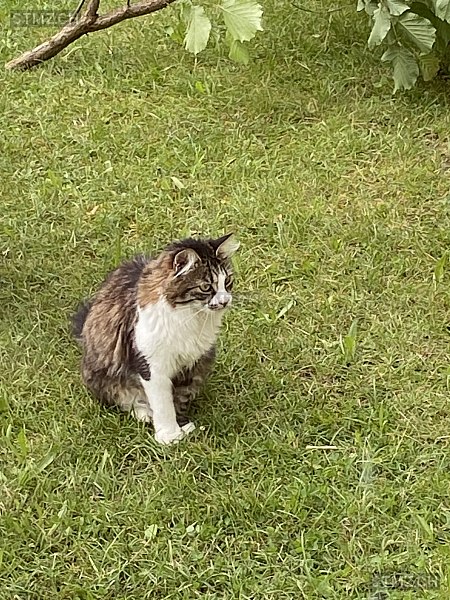 Minnie — Hauskatze ♀, Vermisst seit 11.07.2025, Kirchberg SG (SG)