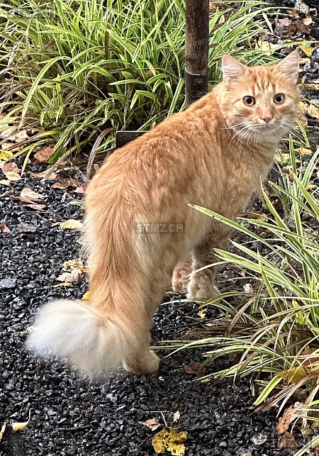 Aslan — Hauskatze ♂, Vermisst seit 06.01.2026, Berg SG (SG)