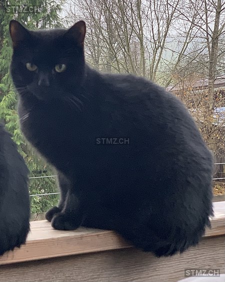 Davinci — Hauskatze ♂, Vermisst seit 03.12.2025, Dotzigen (BE)