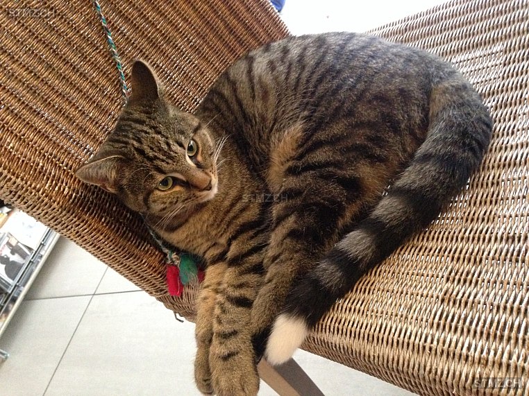 Zorro — Hauskatze ♂, Vermisst seit 29.12.2025, Muri bei Bern (BE)