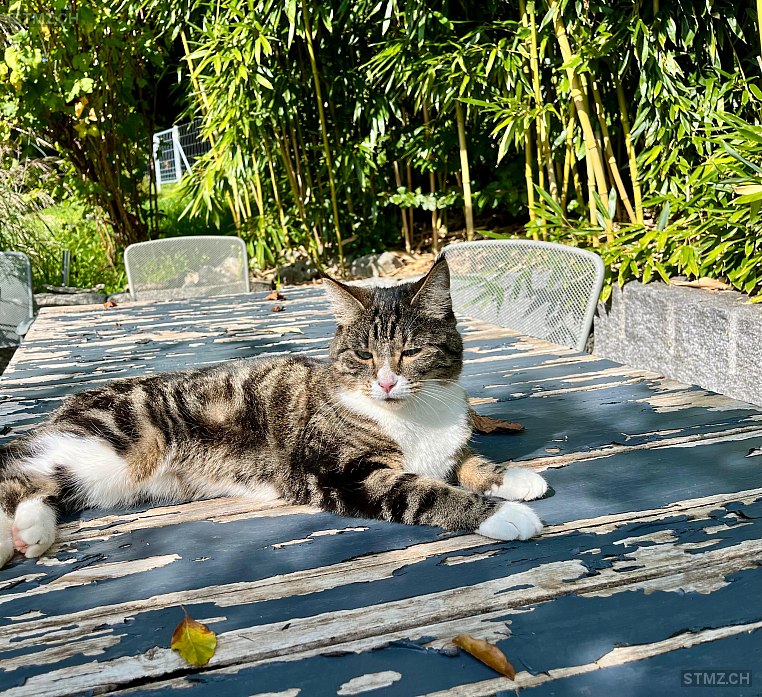 Padme — Hauskatze ♀, Vermisst seit 31.12.2025, Weisslingen (ZH)