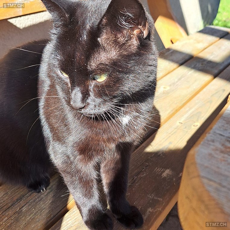 Vermisste Katzen #390794 — Katze ♂, Vermisst seit ?, Entlebuch (LU)