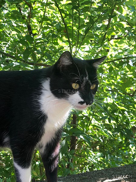 J.J. — Hauskatze ♂, Vermisst seit 08.01.2026, Grosswangen (LU)