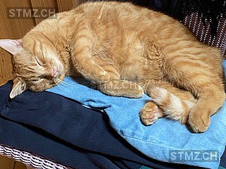 Calmo — Hauskatze ♂, Vermisst seit 05.01.2026, Schüpfen (BE)