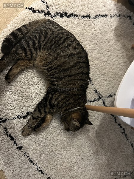 Finn — Hauskatze ♂, Vermisst seit 07.01.2026, Spreitenbach (AG)