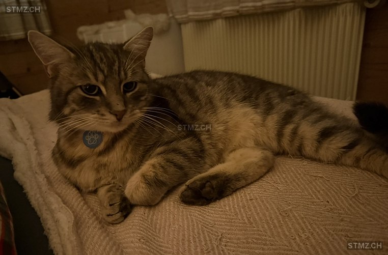 Juri — Hauskatze ♂, Vermisst seit 06.01.2026, Fideris (GR)