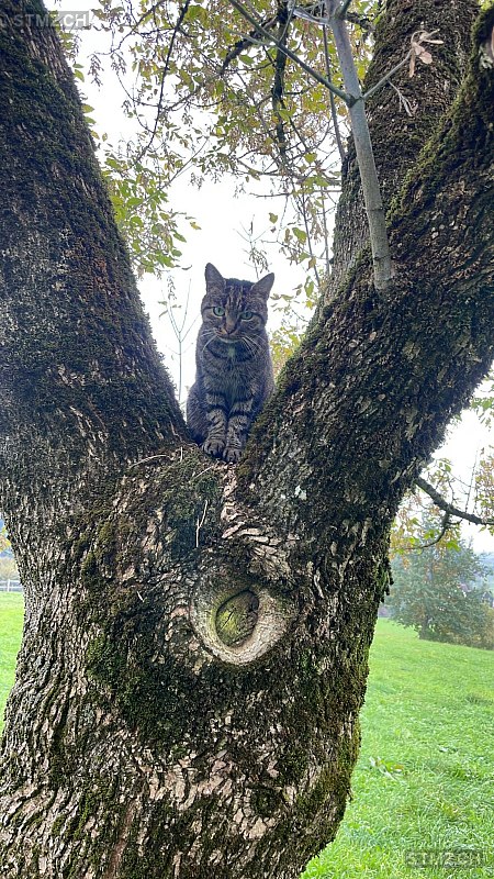 Minusch — Hauskatze ♀, Vermisst seit 19.10.2025, Wolfhausen (ZH)