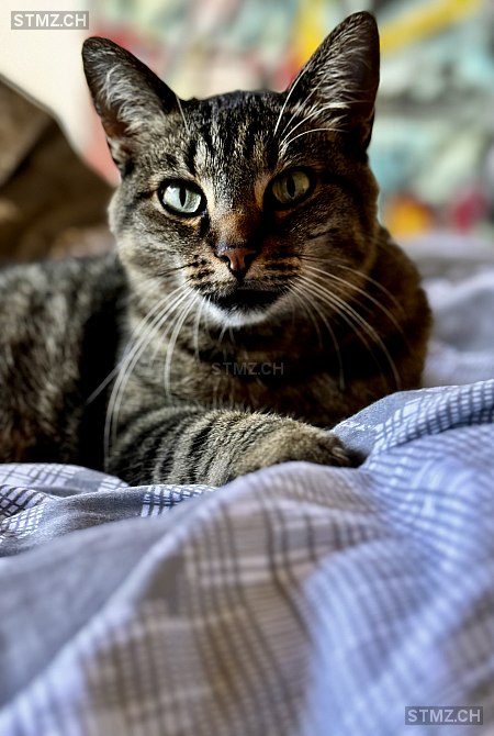 Auryn — Hauskatze ♀, Vermisst seit 28.06.2025, Fehren (SO)