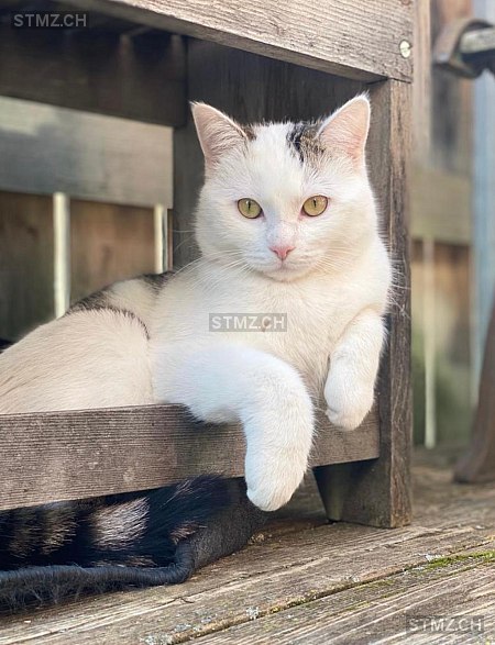 Nala — Hauskatze ♀, Vermisst seit 08.01.2026, Trimmis (GR)