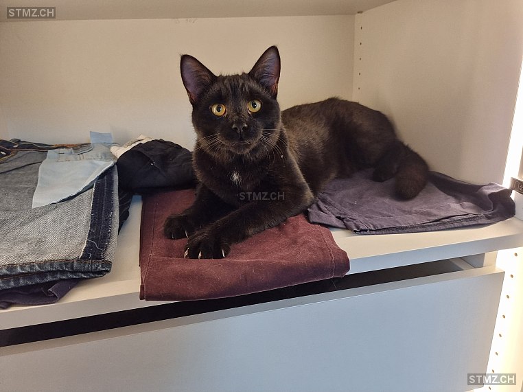 HP — Hauskatze ♂, Vermisst seit 19.10.2023, Ruswil (LU)