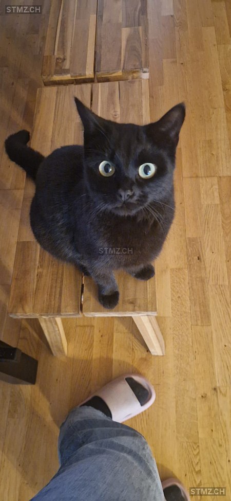 Mogli — Hauskatze ♀, Vermisst seit 11.01.2026, Ueken (AG)