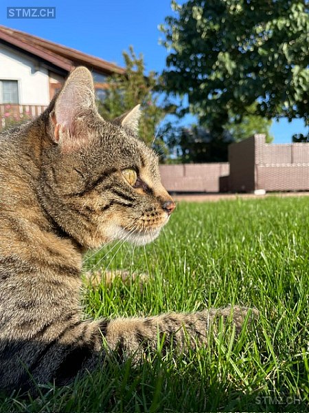 Shiba — Bengalen ♂, Vermisst seit 09.01.2026, Oberweningen (ZH)