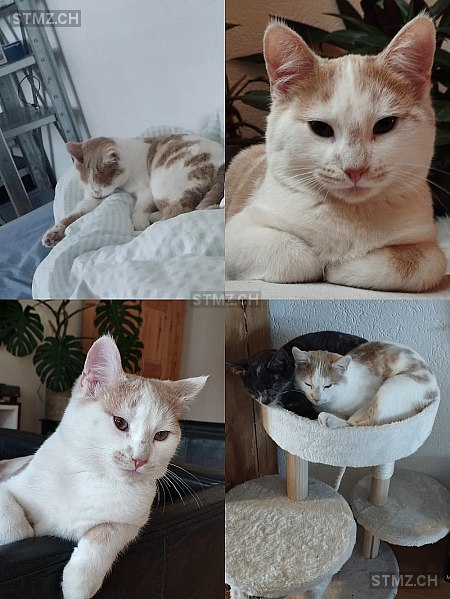 Caramel — Hauskatze ♂, Vermisst seit 04.01.2026, Wil SG (SG)