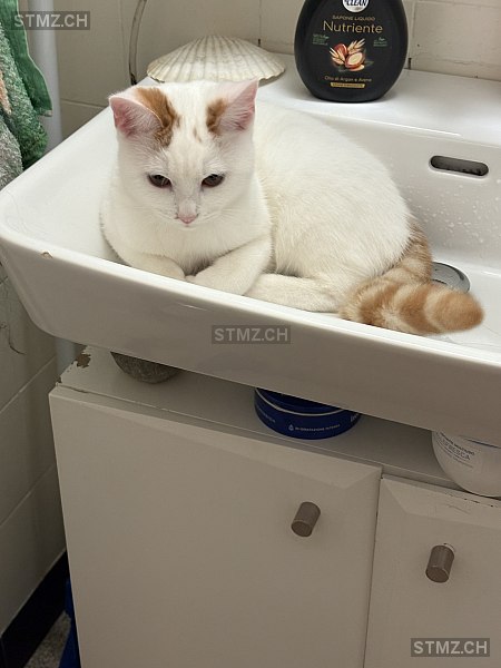 Sakura — Hauskatze ♀, Vermisst seit 12.01.2026, Männedorf (ZH)