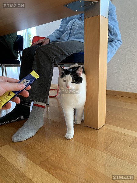 Simba — Hauskatze ♂, Vermisst seit 13.01.2026, Zürich (ZH)